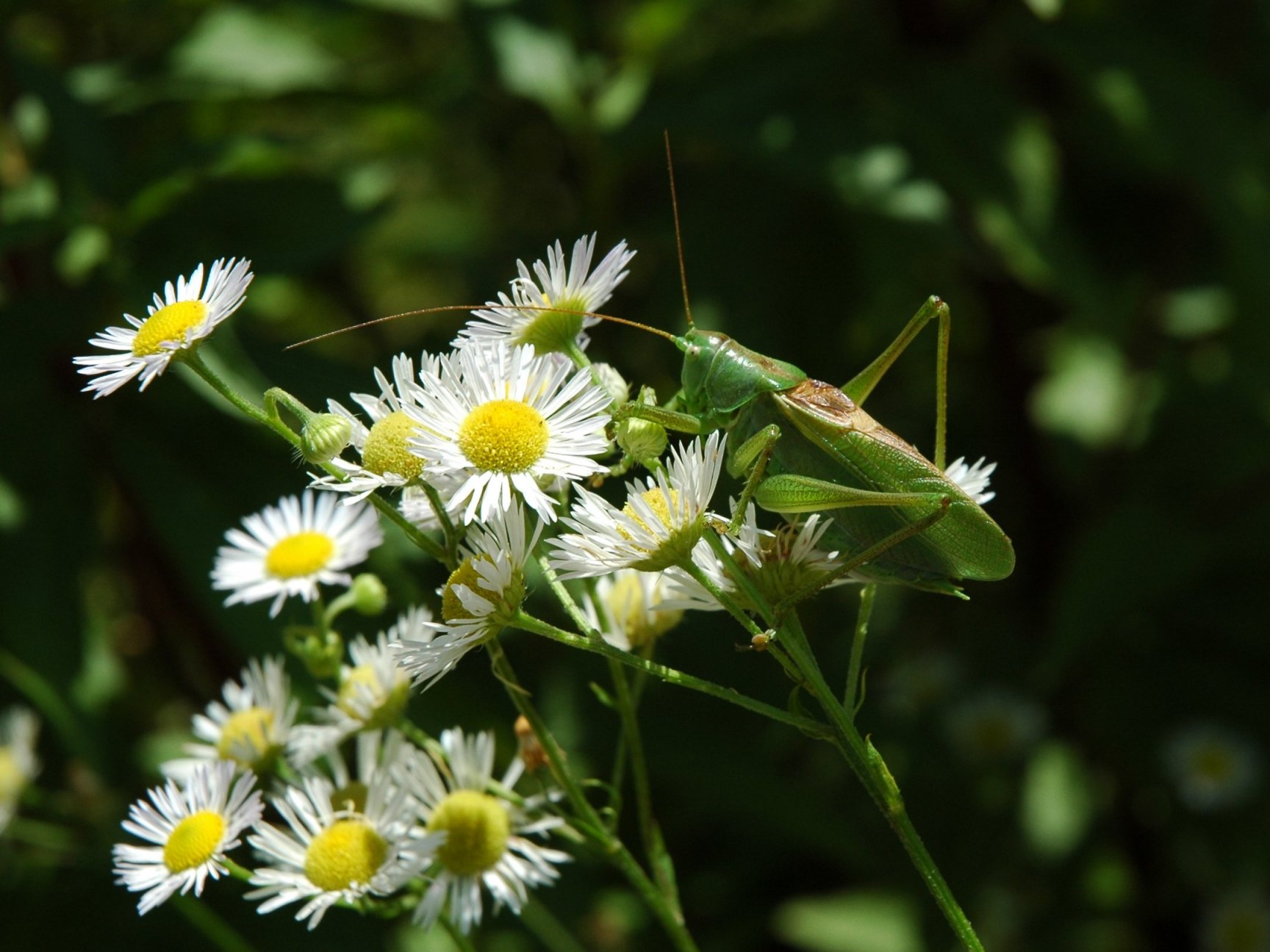Cavalletta da determinare Valsassina - Tettigonia cantans